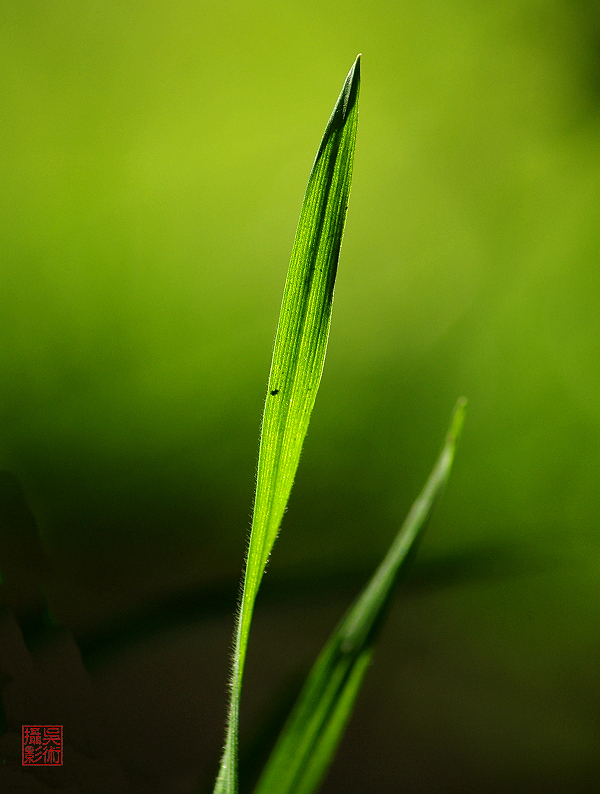草02.jpg