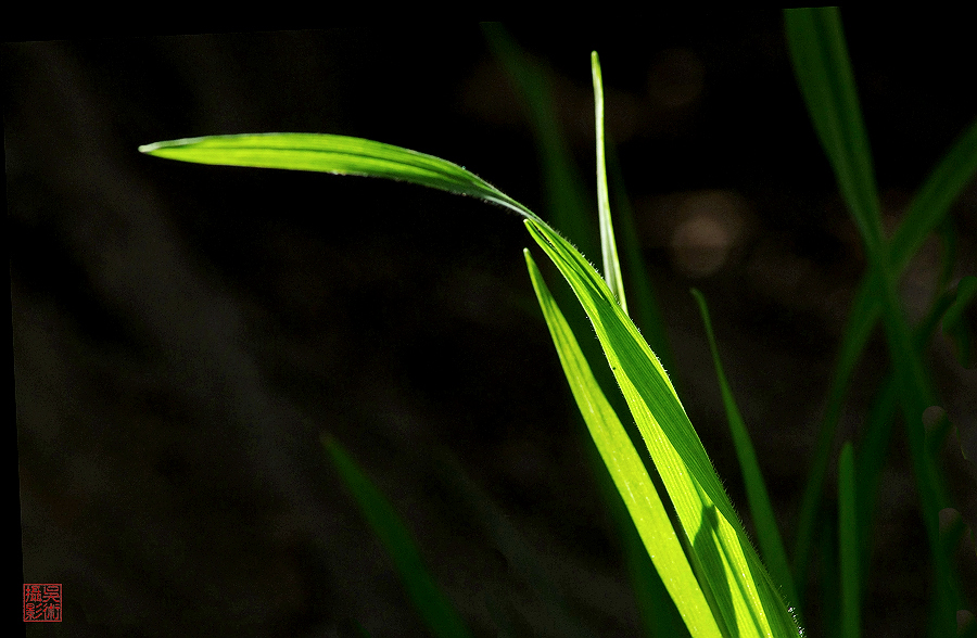 草06a.jpg