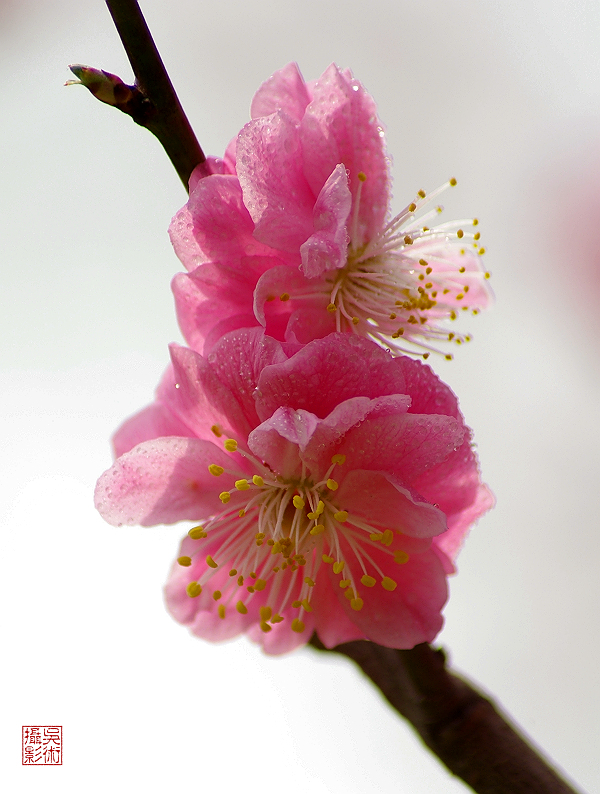 红梅03.jpg