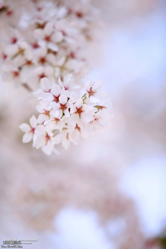 思源樱花.jpg