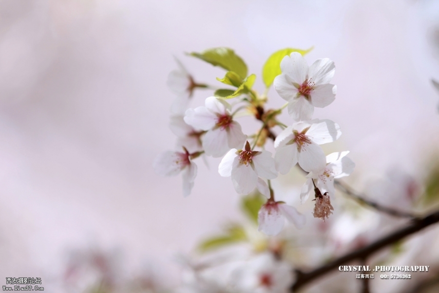 思源樱花 (1).jpg