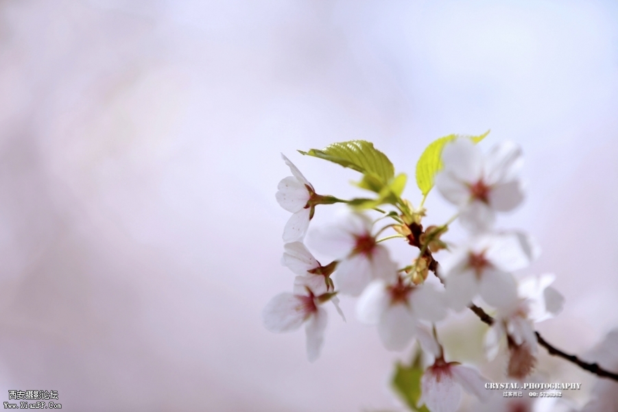 思源樱花 (2).jpg