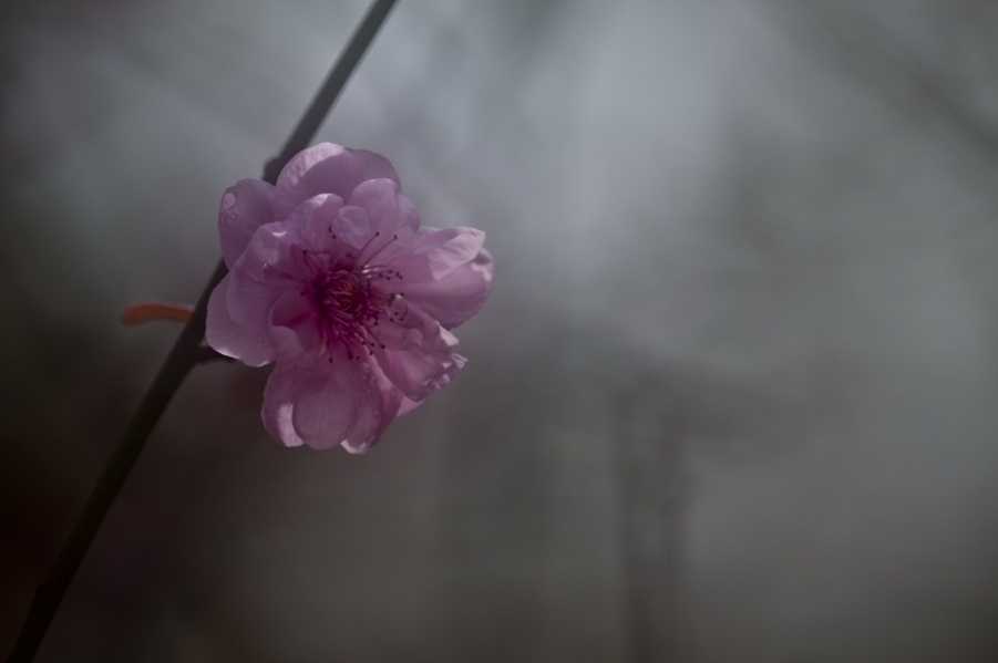 DSC_3985_调整大小.jpg