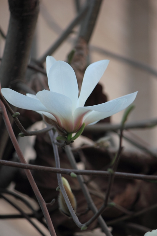 nEO_IMG_玉兰6.jpg