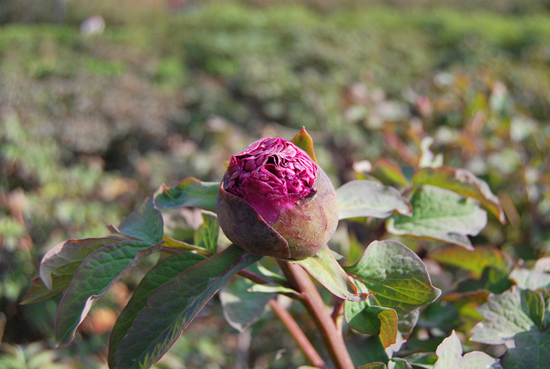 DSC_0826.jpg