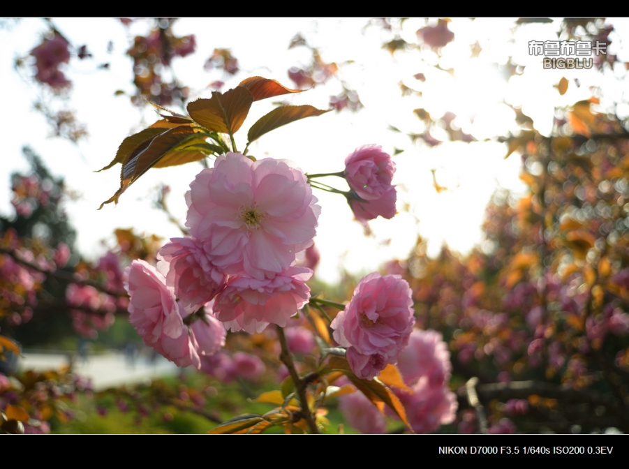 DSC_4928.jpg