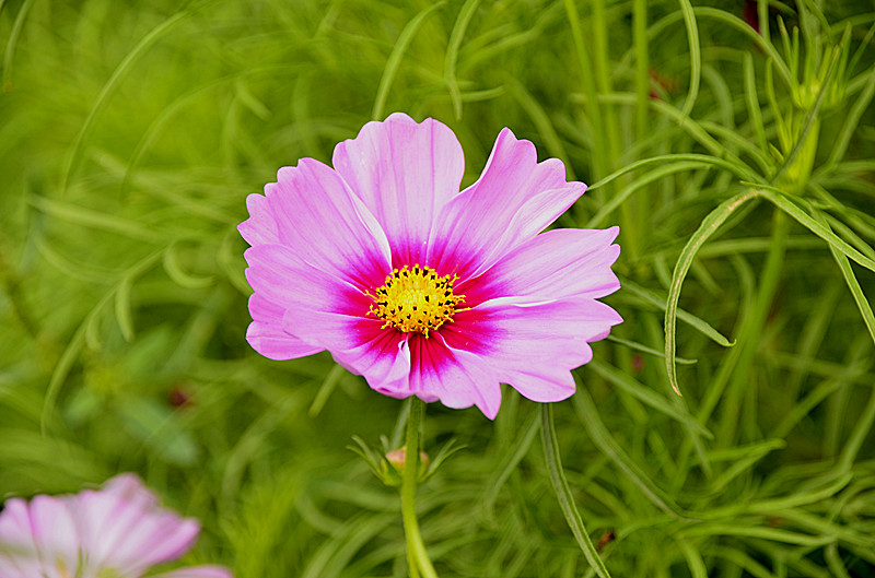 花卉