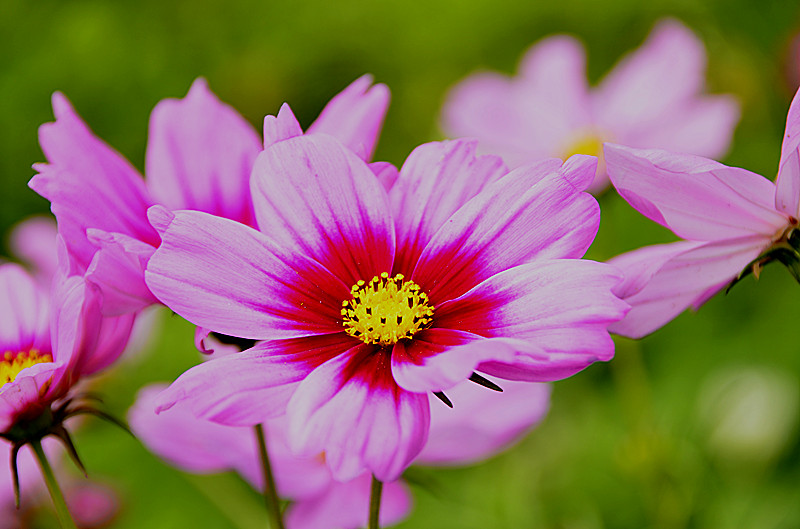 花卉
