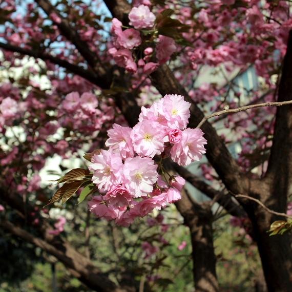 nEO_IMG_鲜花盛开的小区600d-2035L04.jpg