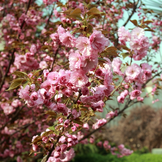 nEO_IMG_鲜花盛开的小区600d-2035L08.jpg