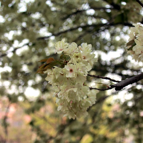 nEO_IMG_鲜花盛开的小区600d-2035L15.jpg