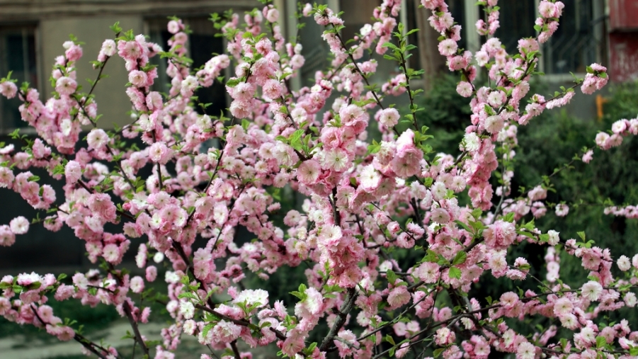 nEO_IMG_鲜花盛开的小区600d-2035L25.jpg