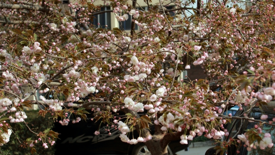 nEO_IMG_鲜花盛开的小区600d-2035L28.jpg