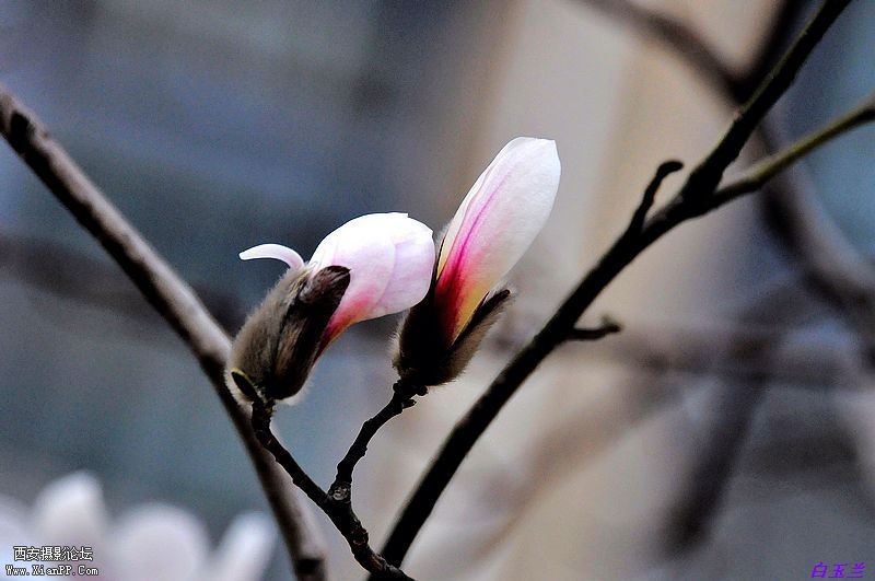 白玉兰花15