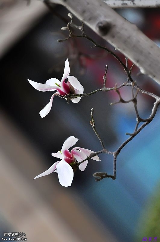 白玉兰花13