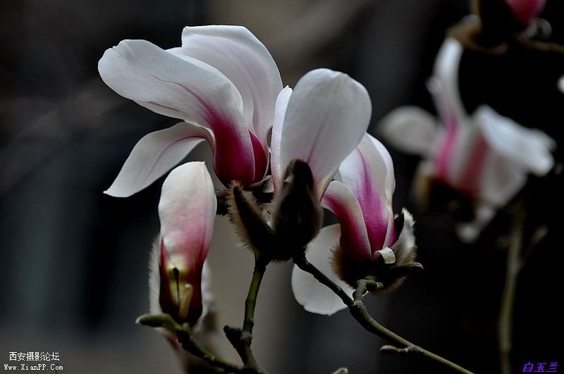 白玉兰花7