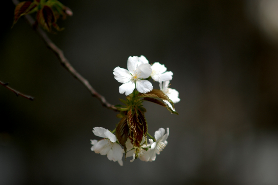 DSC_0009.JPG