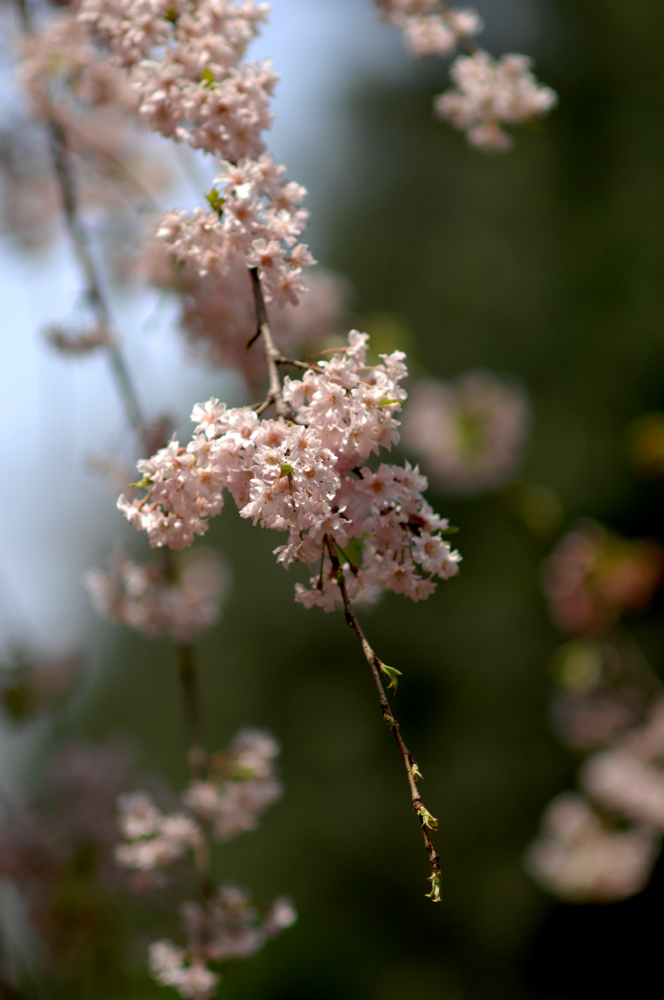 DSC_0010.JPG