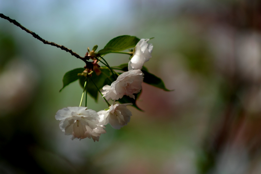 DSC_0015.JPG