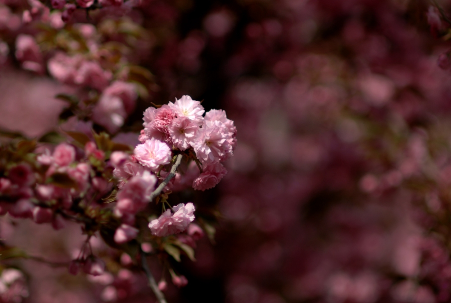 DSC_0042.JPG