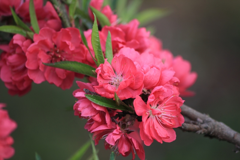 nEO_IMG_桃花8.jpg