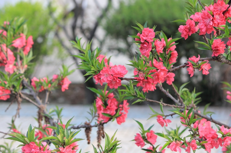 nEO_IMG_桃花10.jpg