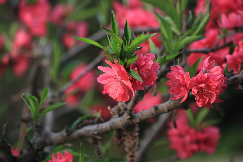 nEO_IMG_桃花19.jpg