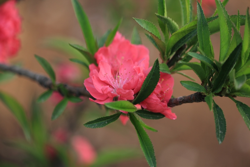 nEO_IMG_桃花27.jpg