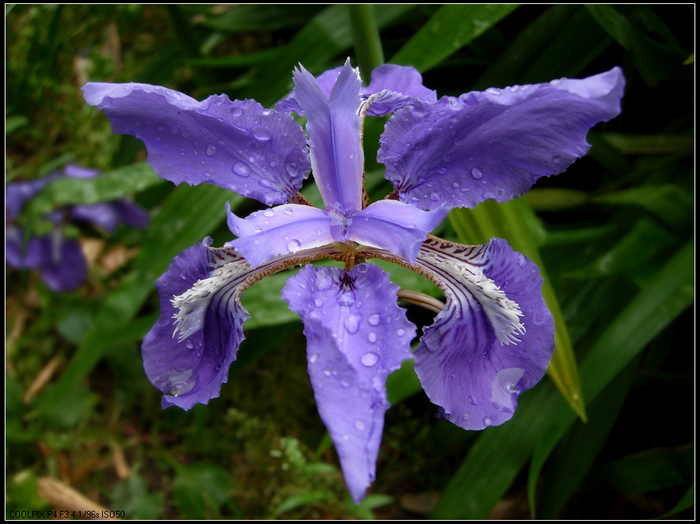 山中野花1.JPG