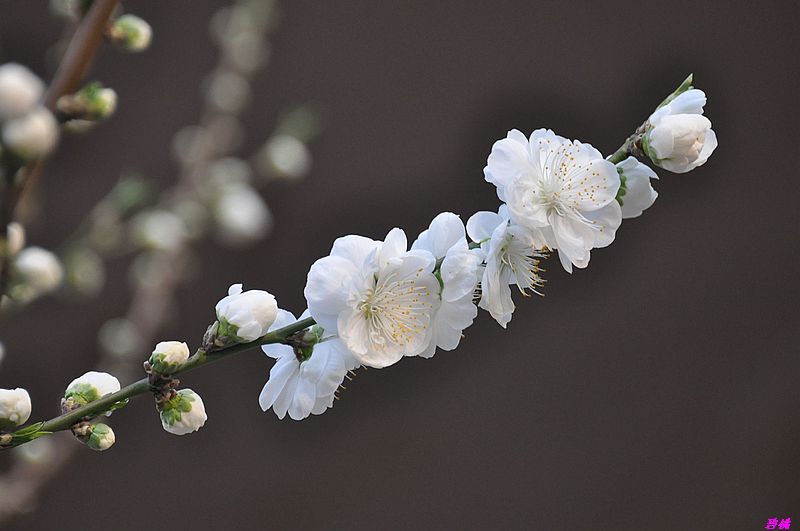 碧桃花