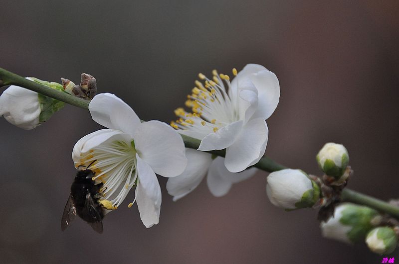 碧桃花