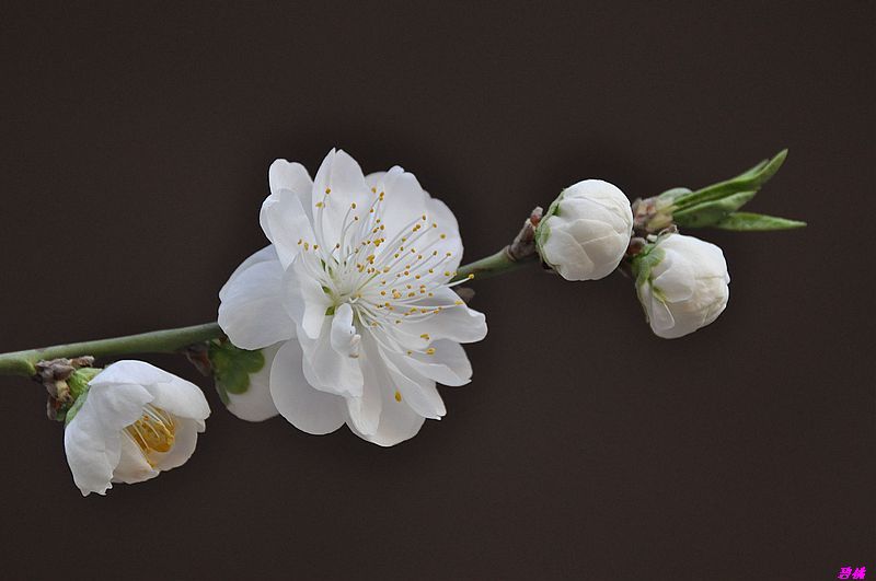 碧桃花