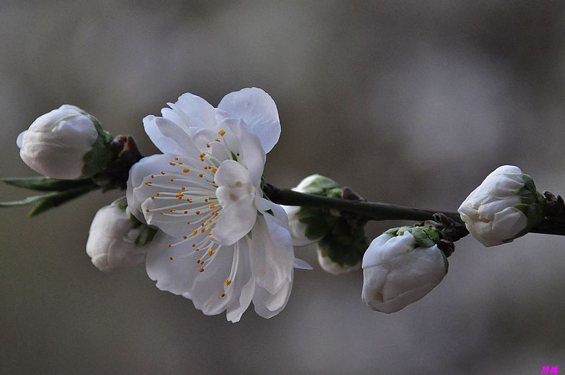 碧桃花