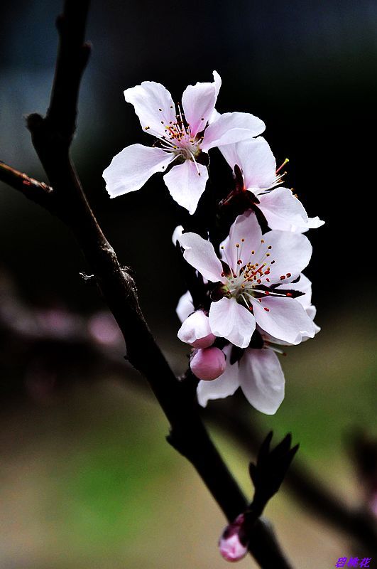 DSC_3023.jpg