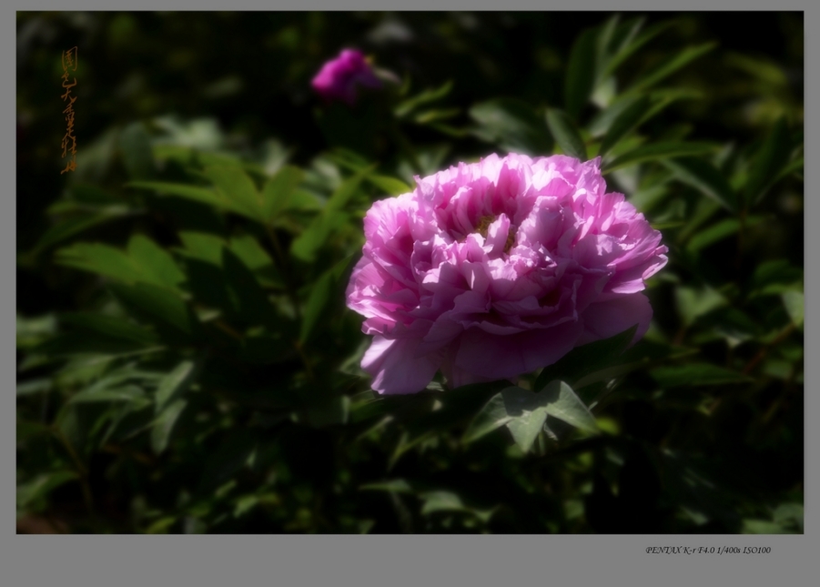 IMGP7742.1.jpg