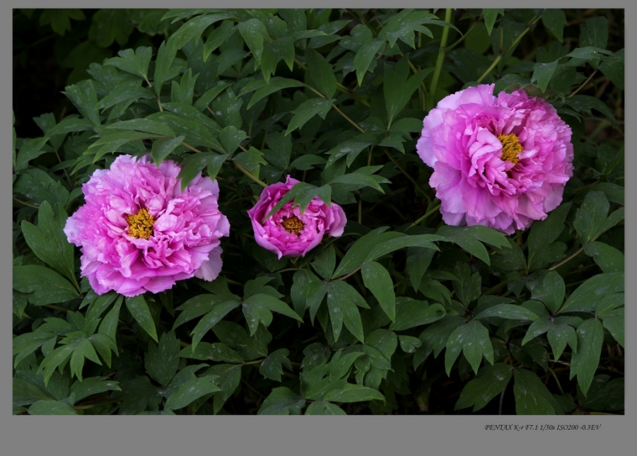 IMGP7792.jpg