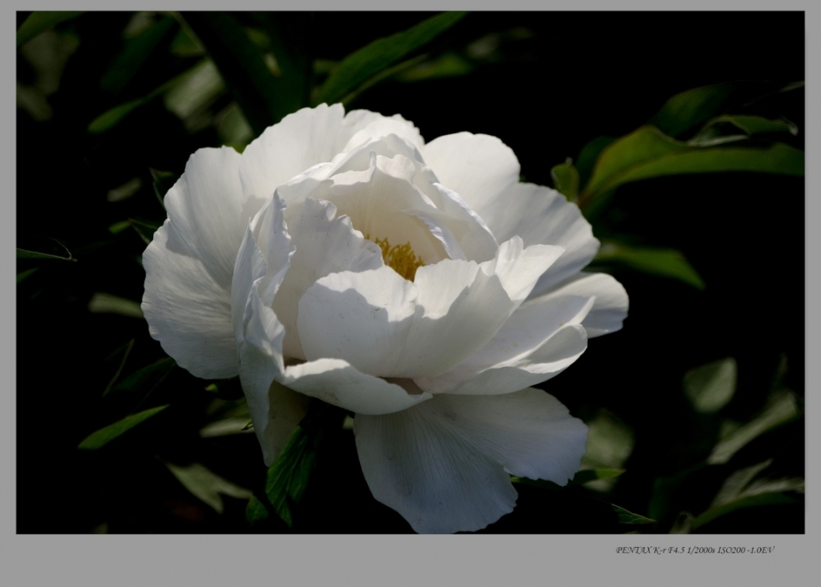 IMGP7829.jpg