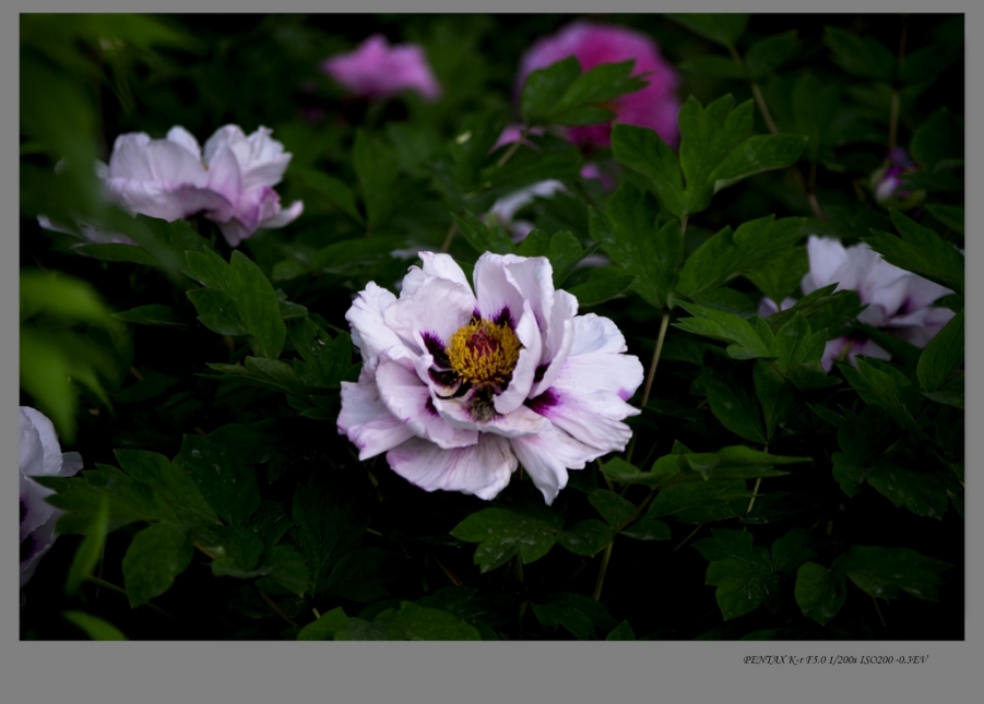 IMGP7785.jpg