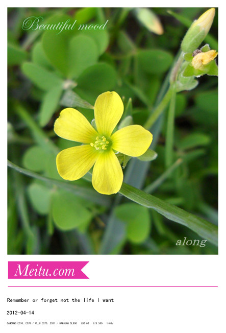 黄色的小花.jpg