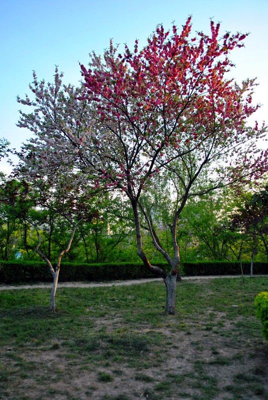 DSC_0026_副本.jpg