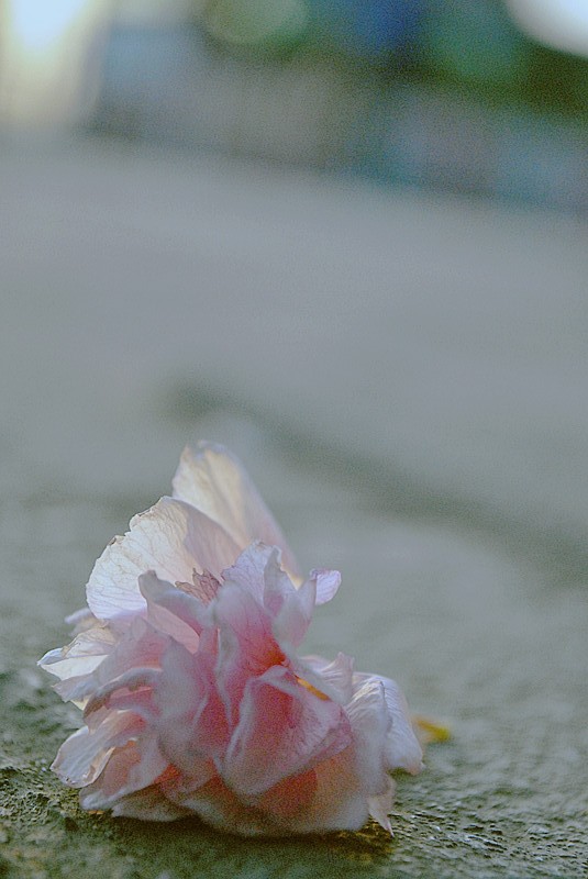 DSC_0033_副本.jpg