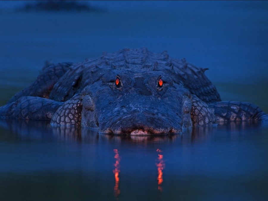evening-alligator-florida_50504_990x742.jpg
