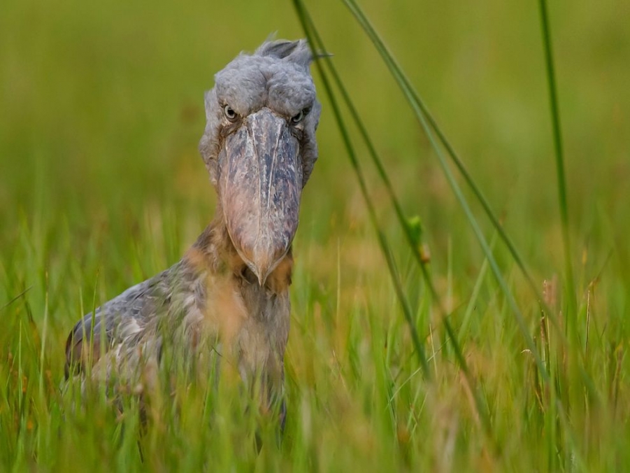 shoebill-swamp-uganda_50516_990x742.jpg