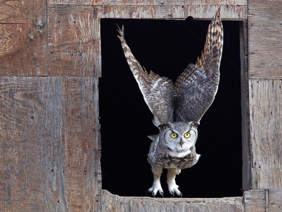 horned-owl-canada_50509_990x742.jpg