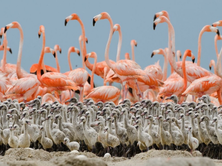 flamingo-chicks-nigge_49754_990x742.jpg