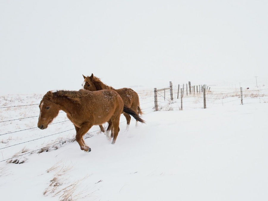 horses-montana-allard_49755_990x742.jpg