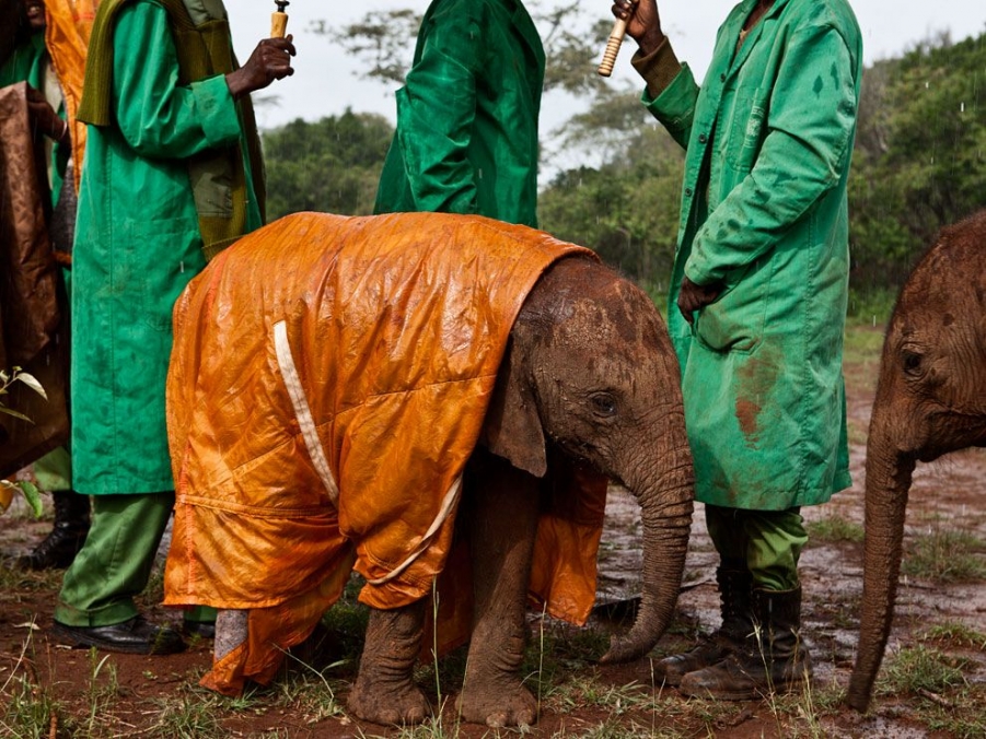 baby-elephant-keepers-nichols_49117_990x742.jpg