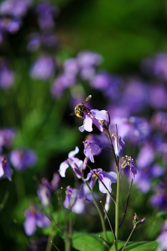 DSC_3417.jpg
