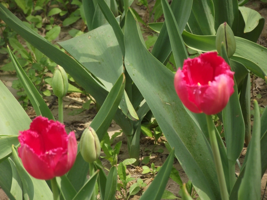 DSCF3270.JPG