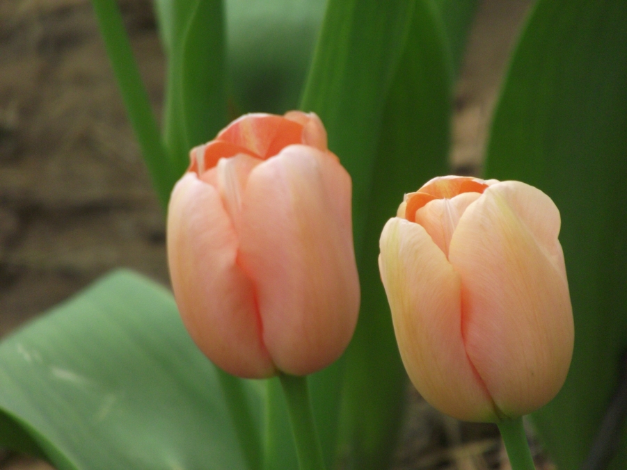 DSCF3291.JPG